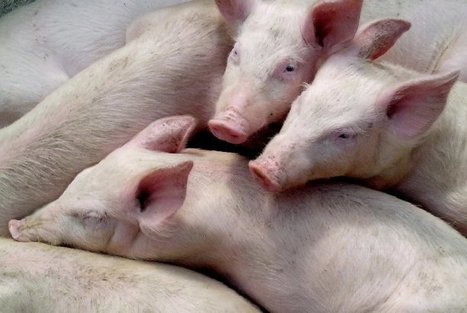 En Chine et en France, les élevages industriels de porcs sont une source de pandémies | Toxique, soyons vigilant ! | Scoop.it