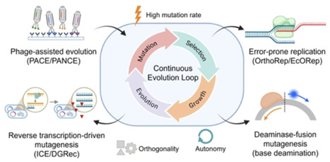 In Vivo Continuous Evolution Systems: Overview, Principles and Applications | asb | RMH | Scoop.it
