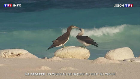 &Icirc;le d&eacute;serte : un morceau de France au bout du monde | TF1 Info | meilleure carte de credit france | Scoop.it