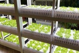 Japanese Robotic Farm's First Harvest Next Year—Half a Million Lettuces a Day | Amazing Science | Scoop.it