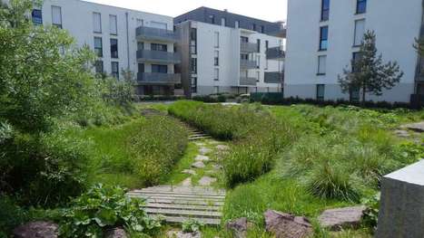 Comportement hydrologique de jardins de pluie : une convention de partenariat de recherche Ville de Paris | Biodiversité | Scoop.it