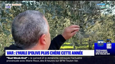 Var: l'huile d'olive plus chère cette année en raison de l'inflation | CORPS GRAS | Scoop.it