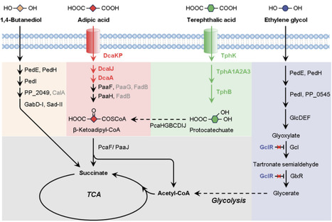 Engineering Pseudomonas putida KT2440 for open-loop upcycling of mixed plastics | brvme | RMH | Scoop.it