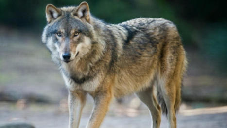 Alpes du Sud : 1.104 individus, le nombre de loups revu à la hausse | Co-construire des savoirs | Scoop.it