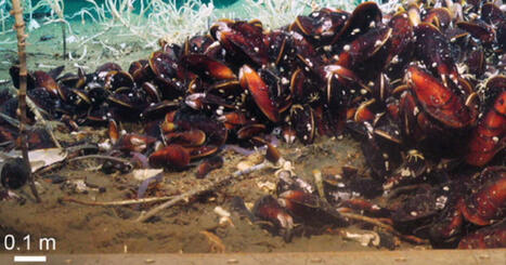 Au large du Pacifique, du méthane s’échappe des fonds marins et attire une vie très inattendue | Biodiversité - @ZEHUB on Twitter | Scoop.it