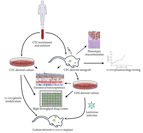 Les modèles dérivés de CTC : un outil unique d’étude de la progression métastatique des cancers | Life Sciences Université Paris-Saclay | Scoop.it