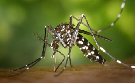 Deux nouveaux cas autochtones de chikungunya dans le département du Var | EntomoNews | Scoop.it