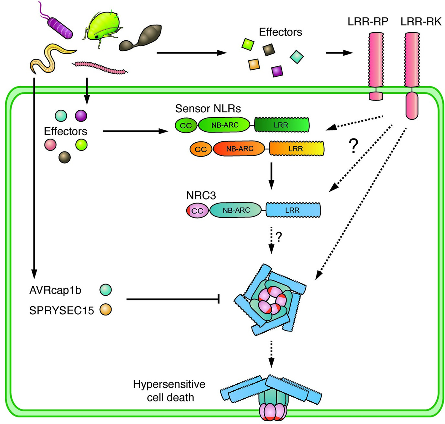 PLOS Genetics: The helper NLR immune protein NR...