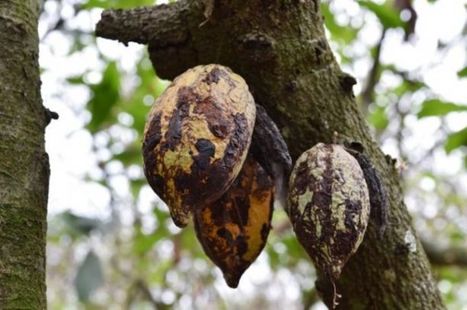 Agriculture : Des chenilles menacent le cacao ivoirien | Les Colocs du jardin | Scoop.it