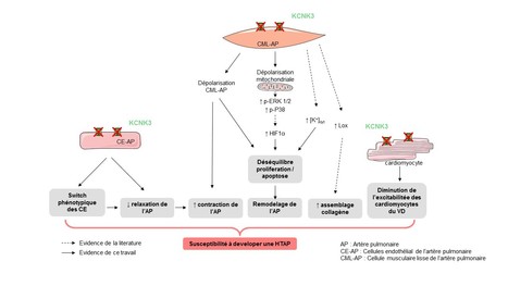 Les rats mut&eacute;s pour le g&egrave;ne Kcnk3 sont pr&eacute;dispos&eacute;s au d&eacute;veloppement de l&rsquo;hypertension art&eacute;rielle pulmonaire | Life Sciences Universit&eacute; Paris-Saclay | Scoop.it