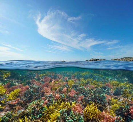 Elles restaurent les océans, capturent le carbone, et pourraient nourrir l'humanité : qui sont-elles ? | Biodiversité - @ZEHUB on Twitter | Scoop.it