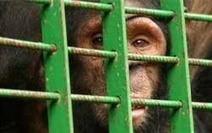 Frans de Waal: We Should Only Do Experiments on Chimpanzees That We're Willing to Do on Humans | Empathy Movement Magazine | Scoop.it