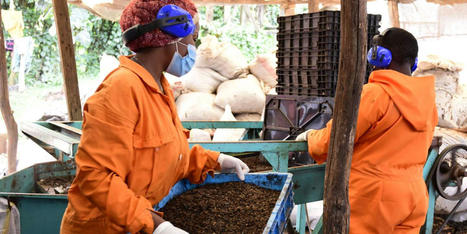 Au Kenya, l’élevage d’insectes se développe pour renforcer la sécurité alimentaire | Les Colocs du jardin | Scoop.it