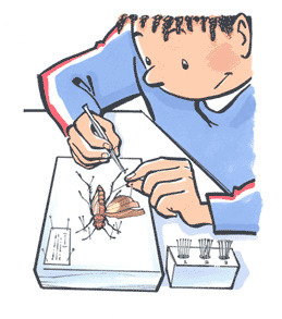 Collection d'insectes - Archives | Insect Archive | Scoop.it
