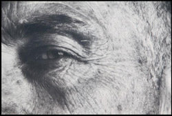 Exposition Les pieds sur terre - Portraits d'agriculteurs d'aujourd'hui - Actualités | Alsace Actu | Scoop.it