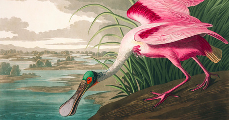 All 435 Illustrations from John J Audubon’s ‘Birds of America’ Are Available for Free Download | IELTS, ESP, EAP and CALL | Scoop.it