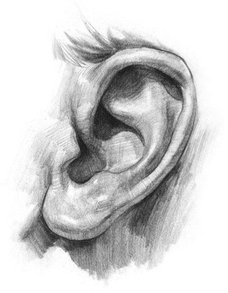 ear drawing reference in Drawing References and Resources