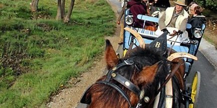Des attelages sous les &eacute;toiles pour livrer les olives | Cheval et Nature | Scoop.it