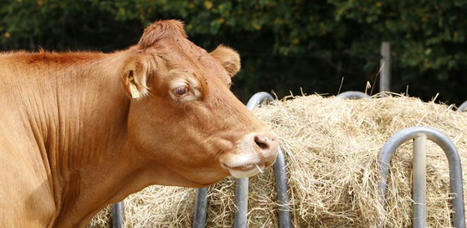 Boucherie : davantage de vaches à l’abattoir en novembre | Actualité Bétail | Scoop.it