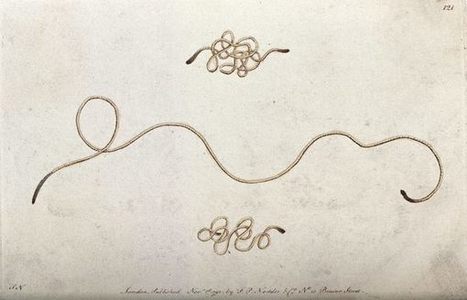 Siberian Worms Survived More Than 30,000 Years Stuck in Permafrost | Amazing Science | Scoop.it