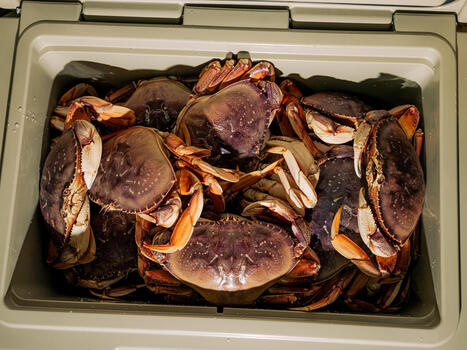 Dungeness die-hards line up in the dark for first-of-the-season crab | Soggy Science | Scoop.it
