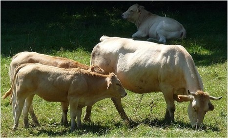 Avec Beef Carbon, l’élevage reprend le carbone en main | Actualité Bétail | Scoop.it