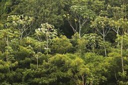 What happens to the Amazon rainforest when CO2 levels rise 30 percent ... - GlobalPost | RAINFOREST EXPLORER | Scoop.it