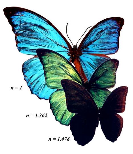D’où viennent les merveilleuses couleurs des papillons ? | EntomoNews | Scoop.it