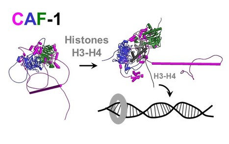 Epigenetics: combining flexible and rigid regions into a single structure to ensure genome replication and stability | I2BC Paris-Saclay | Scoop.it