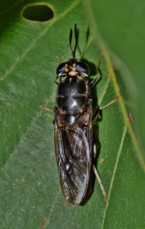 Plong&eacute;e dans les &eacute;levages industriels de mouches et de t&eacute;n&eacute;brions&nbsp;: &laquo; &Eacute;lever des insectes, ce n&rsquo;est pas une lubie&nbsp;&raquo; | EntomoNews | Scoop.it
