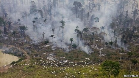 Brazil in hot pursuit of Amazon 'destroyers' | RAINFOREST EXPLORER | Scoop.it