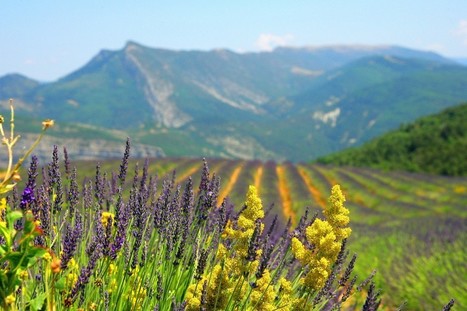 Des huiles vraiment essentielles | La Cabane aux Arômes | Scoop.it