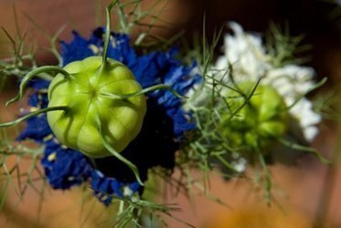 Allergies alimentaires : Nestlé veut breveter une plante médicinale | Les nouvelles cultures de l'alimentaire | Scoop.it