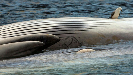 Tragic End for a Stranded Whale on California Beach | Soggy Science | Scoop.it
