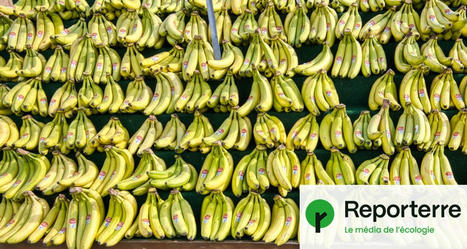 ALIMENTATION Empreinte carbone : « Oui, on peut manger des bananes ! » | CIHEAM Press Review | Scoop.it