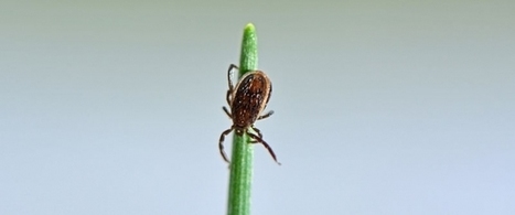 La maladie de Lyme / France Inter | Variétés entomologiques | Scoop.it