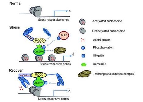 MODD mediates deactivation and degradation of OsbZIP46 to negatively regulate ABA signaling and drought resistance in rice | The Plant Cell | Scoop.it