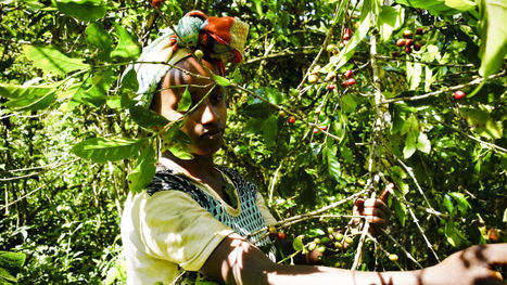 Ilmastonmuutos ja taudit uhkaavat maailman kahviviljelmi&auml; &ndash; Ratkaisu voi l&ouml;yty&auml; Etiopian villeist&auml; kahvimetsist&auml; | Yle Uutiset | yle.fi | 1Uutiset - Lukemisen t&auml;hden | Scoop.it