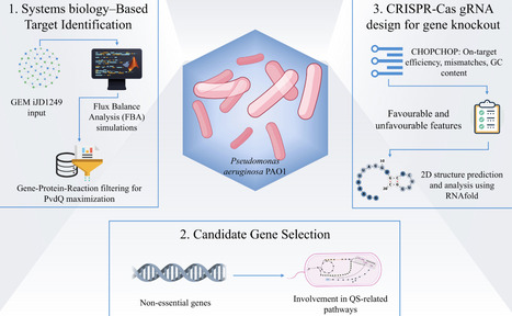 Rational Targeting and gRNA Design for Enhancing Quorum Quenching in Pseudomonas aeruginosa PAO1 | csb | RMH | Scoop.it