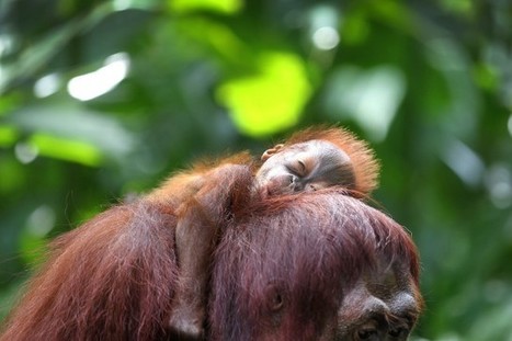 Chute de 60% des populations de vertébrés sur la planète en 42 ans | Biodiversité | Scoop.it