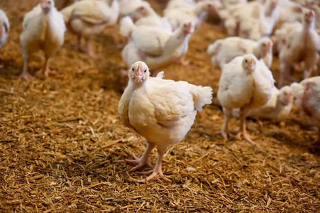Bien-&ecirc;tre animal : des acteurs de la fili&egrave;re avicole fran&ccedil;aise se structurent autour d&rsquo;un r&eacute;f&eacute;rentiel commun | SCIENCES DE L' ANIMAL | Scoop.it
