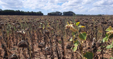 "Toute culture, tout v&eacute;g&eacute;tal, a besoin d'eau", en Vend&eacute;e la loi d'urgence agricole divise - ICI | Agriculture en Pays de la Loire | Scoop.it