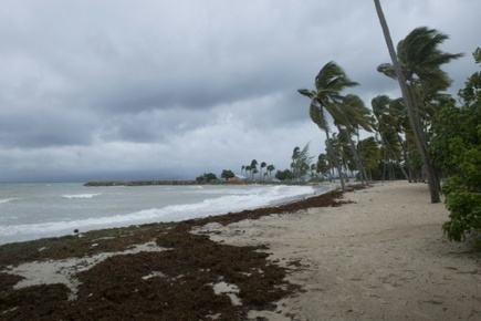 En Guadeloupe, les sargasses envahissent massivement le littoral | Risques, Santé, Environnement | Scoop.it
