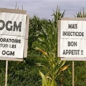 Le Parlement interdit la culture du ma&iuml;s transg&eacute;nique | Paysage - Agriculture | Scoop.it