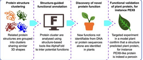 Beyond sequences: structure-guided discovery of novel protein functions in plants | tpc | RMH | Scoop.it