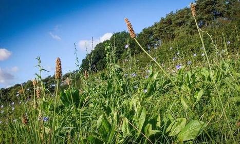 Des « prairies pharmacies » pour les vaches | Lait de Normandie... et d'ailleurs | Scoop.it