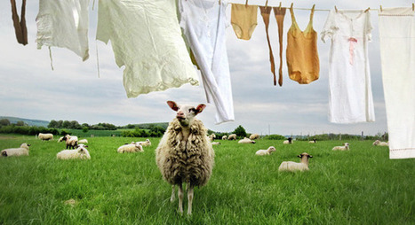 How Great Entrepreneurs Lure Their Competitors' Sheep Away | MarketingHits | Scoop.it