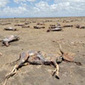 From drought policy to reality | Climate Change & DRR in East Africa | Scoop.it