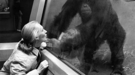 L'Intelligence animale | EntomoScience | Scoop.it