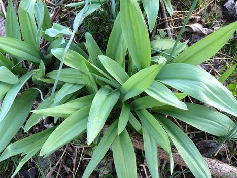 Edible Wild Food Blog » How to Take a Leek in the Woods | Fit as a fiddle | Scoop.it